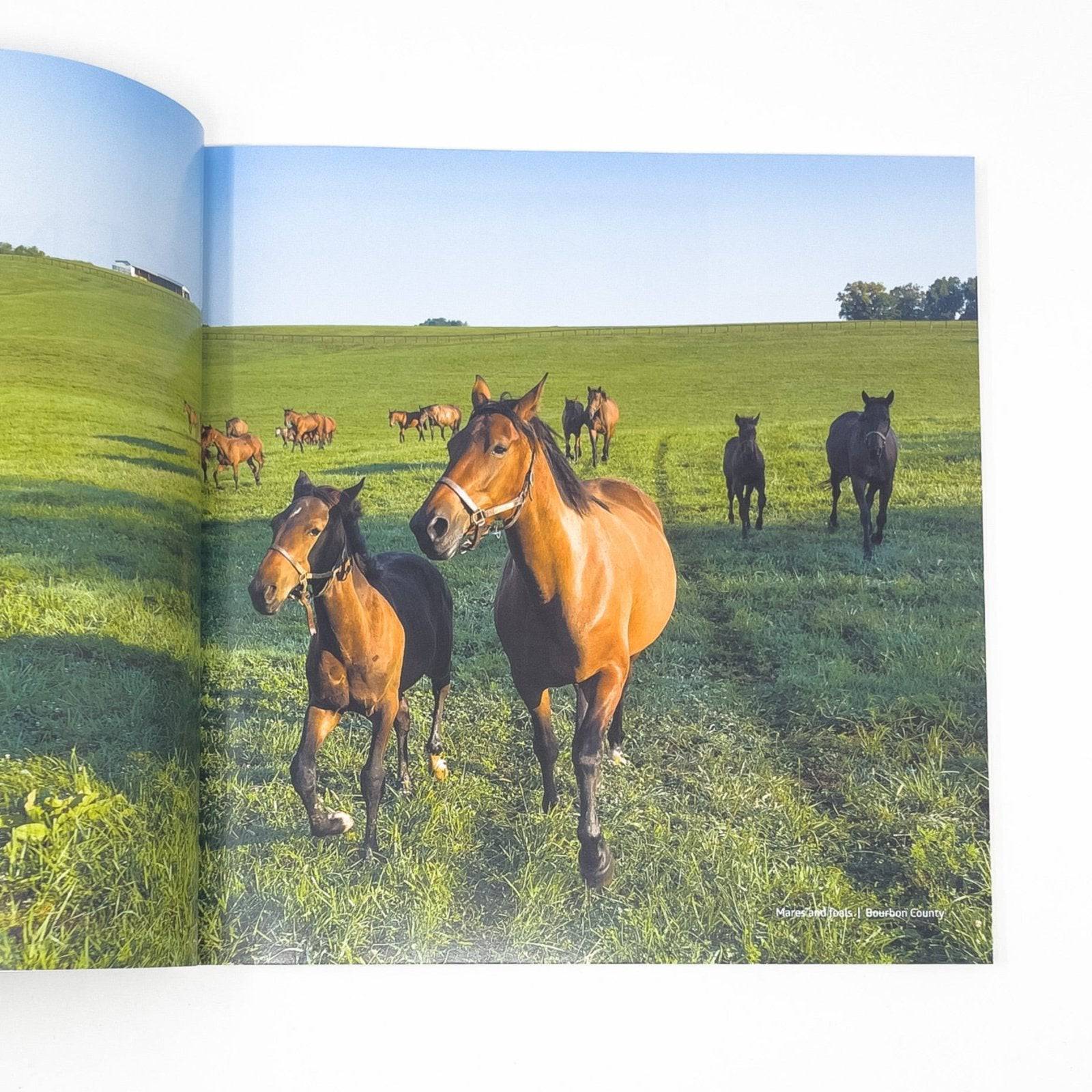 Kentucky: Beauty of the Bluegrass Book by Jeff Rogers - Image 3